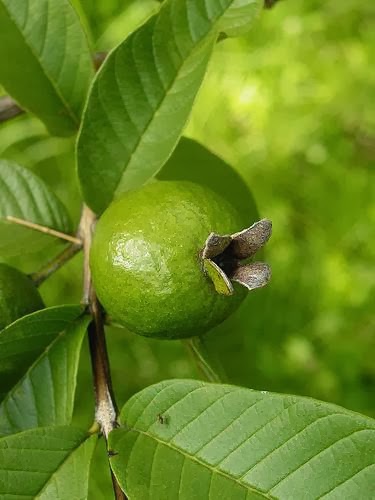 Increíble Fruta Guayaba Propiedades Beneficios