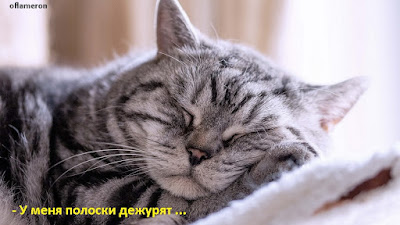 Sleeping cat