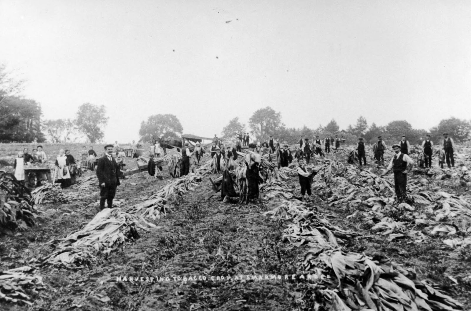 Gardening Matters Tobacco Growing in Ireland