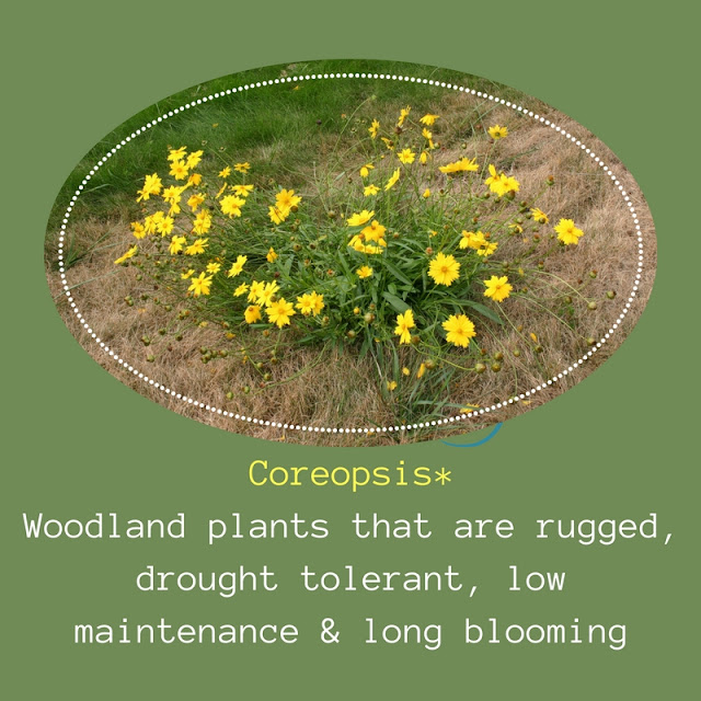 Yellow Coreopsis