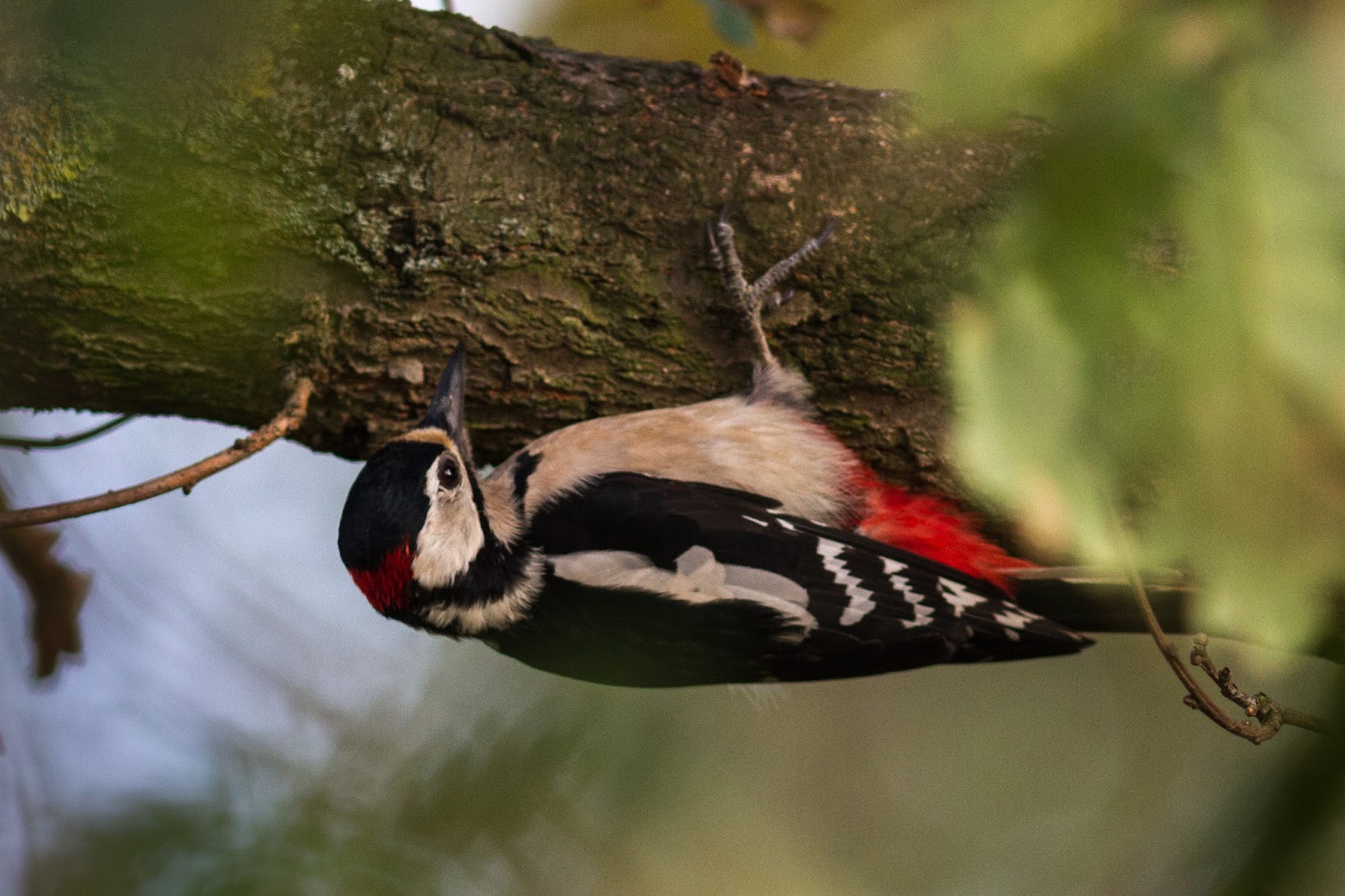 TrogTrogBlog Hors de combat