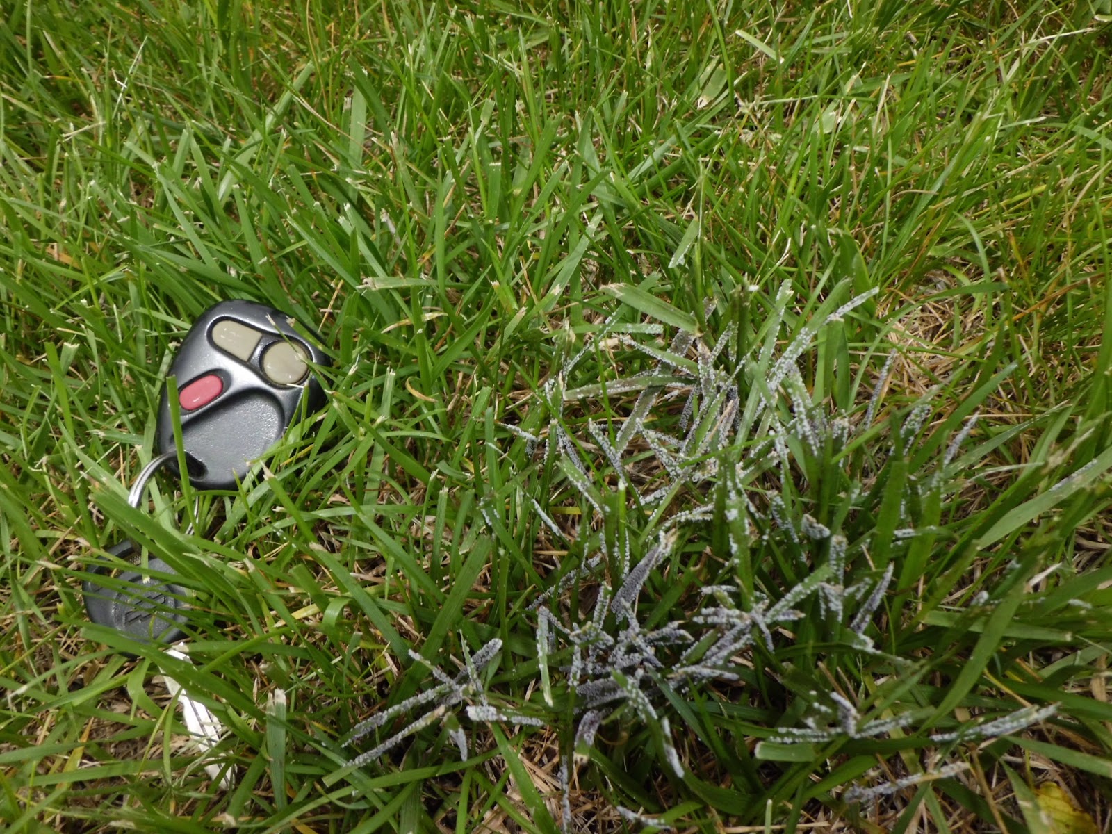 iaTURF SLIME MOLD SHOWING UP ON TURF