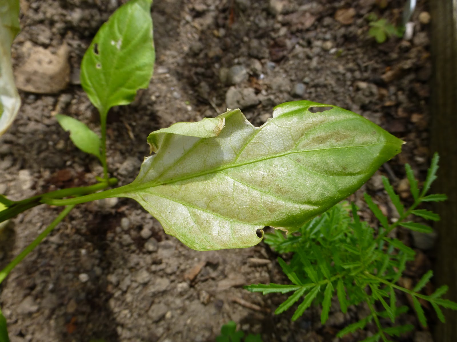 Gardens + Insects Leaves Turning White and Papery Peppers and