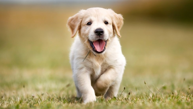 Let S Talk About Animal 10 Anjing Peliharaan Paling Terkenal Di Dunia