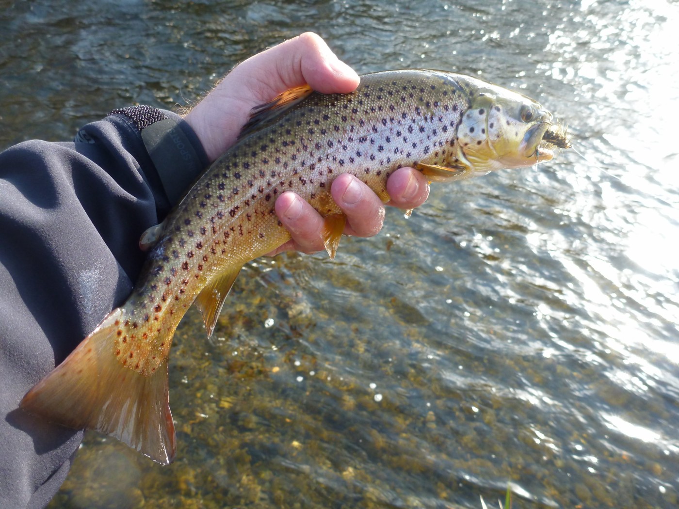 Stocked Brown Trout Caught On Woolly Bugger