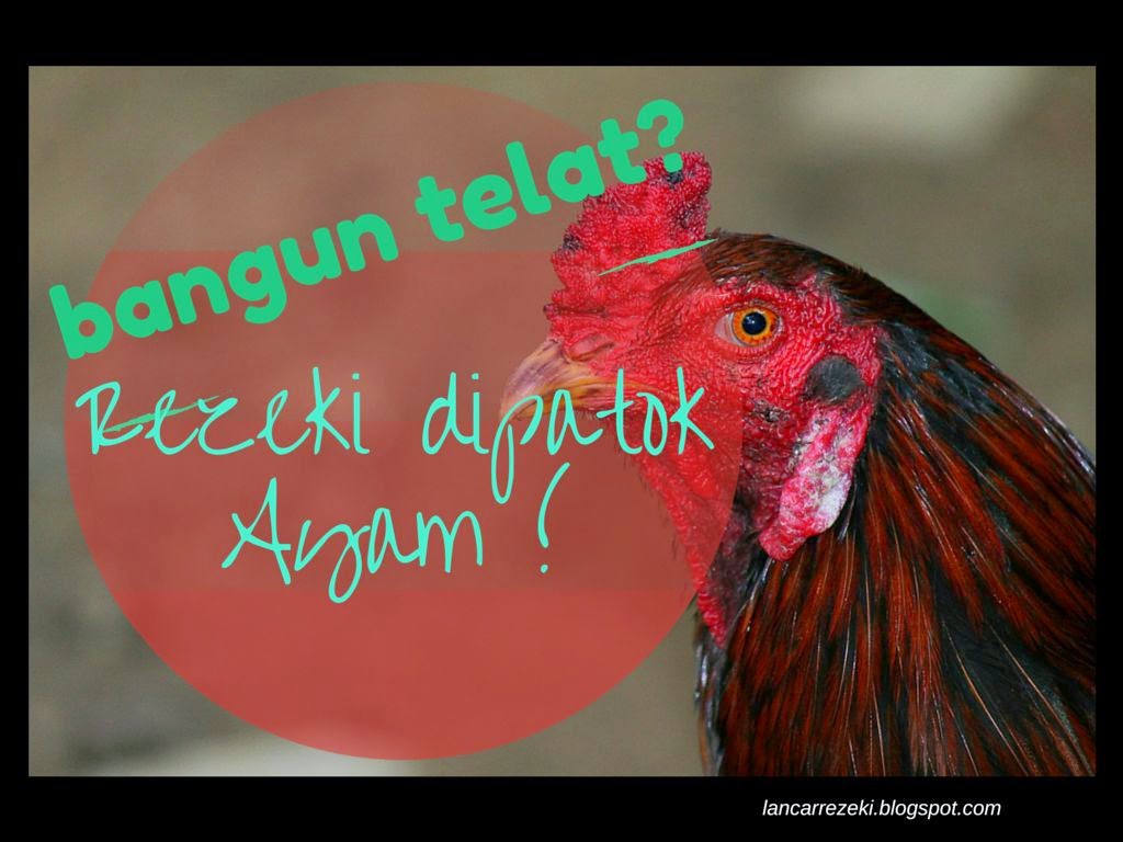 TELAT BANGUN PAGI REZEKI DIPATOK AYAM. | sch. paperplane