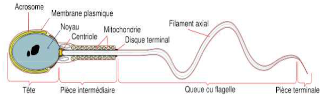 Structure d’un spermatozoïde