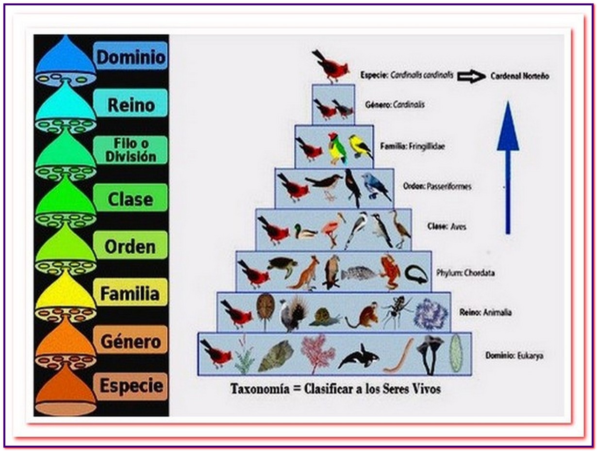 Clasificación De Los Seres Vivos Taxonomía Microbiología Images And