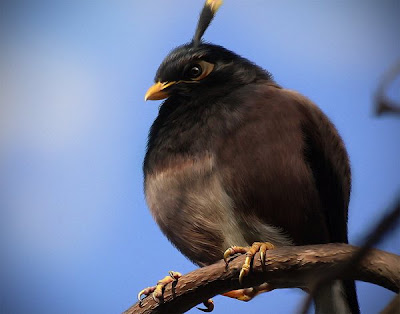 Angry Birds en imagen real