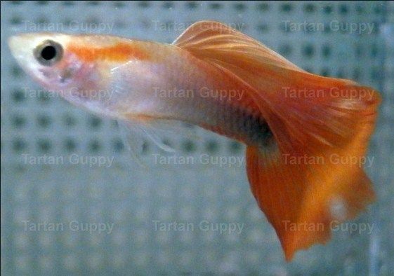 ikan guppy murah