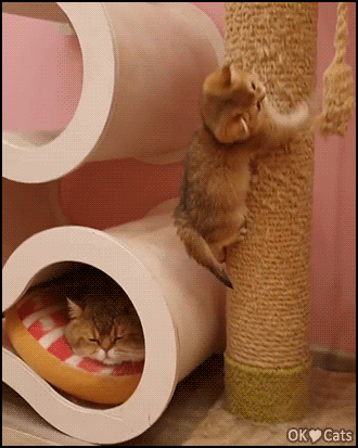 Funny Kitten GIF • Cute spider kittens are playing together, climbing up a pole [cat-gifs.com]