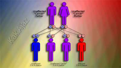 Hereditas pada Manusia Hereditas pada Manusia, pembahasan soal Biologi UN 2018 no. 36-40. pewarisan sifat, penyimpangan semu hukum Mendel