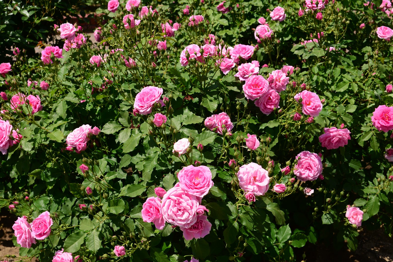 広島市植物公園ブログ ローズフェスティバルが始まりました