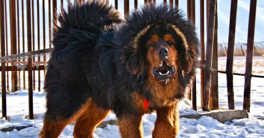 The 20 Cutest Pictures of Tibetan Mastiff Dogs | The Stuff Makes Me Happy