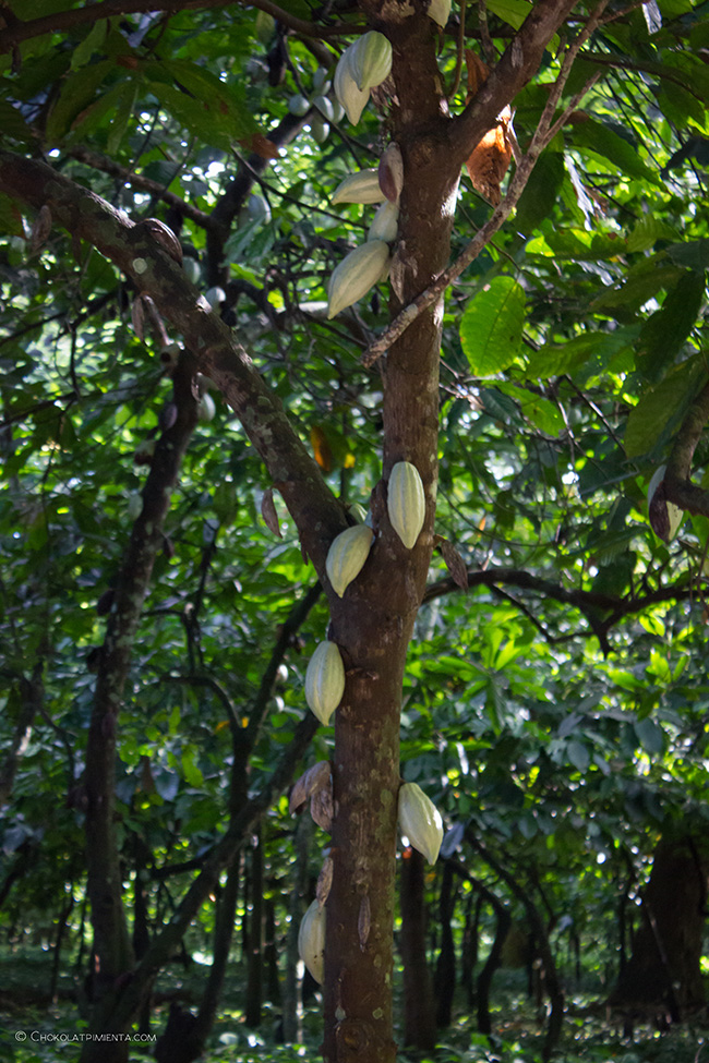 Descubriendo la Ruta del Cacao en Tabasco