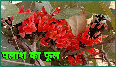 palash flower in hindi