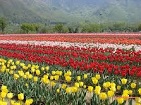 Tulip.jpg