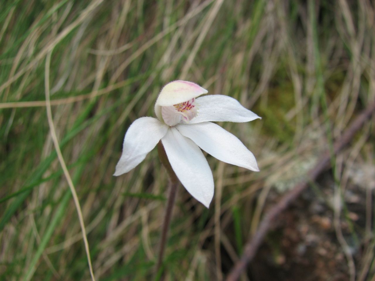 ОРХИДЕЯ Caladenia lyallii / Orchidaceae Caladenia lyallii