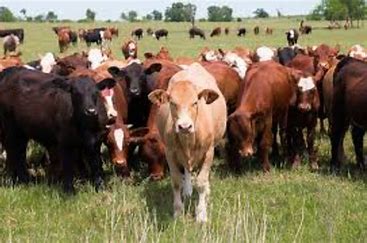 Problems of Livestock Production