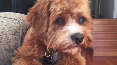 F3 cavapoo Temperament, Size, Lifespan, Adoption F3 cavapoo Temperament, Size, Lifespan, Adoption