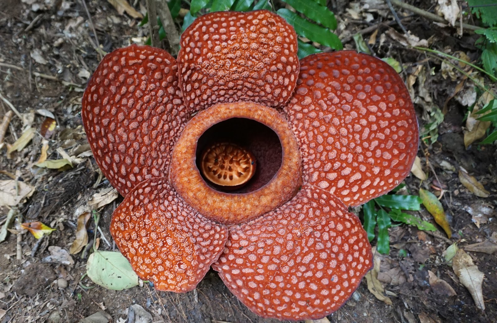 Rafflesia gadutensis | Dani Umbara