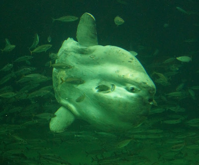 Das Nordsee-Ozeanarium in Hirtshals: Ein tolles Ausflugsziel für Familien in Nord-Jütland. in dem riesigen Aquarium wird der Mondfisch von einem Taucher aus der Hand gefüttert.