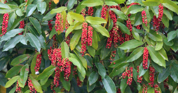 Ciri Ciri Pohon Buni / Wuni (Antidesma bunius) Di Alam Liar - Ciriciripohon.com