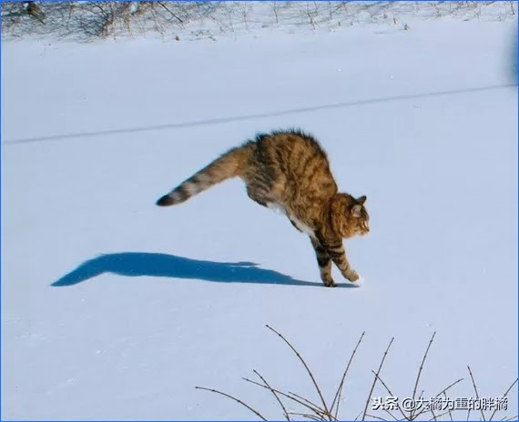 Gato saltando en la nieve.
