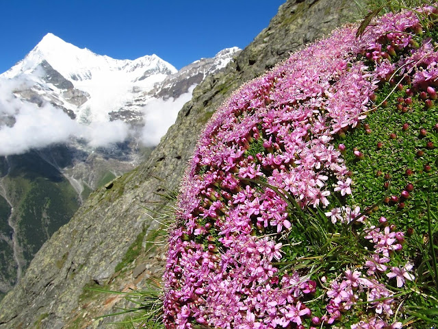 Tour de Monte Rosa szlak, trekking Tour de Monte Rosa szlak, trekking