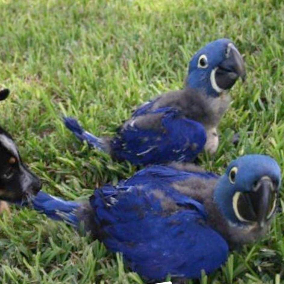 Macaw Co Id