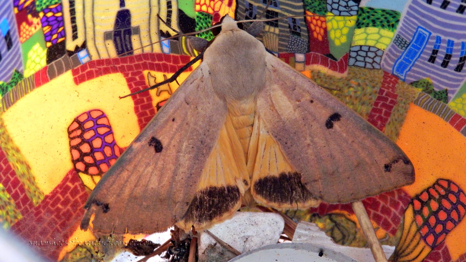 Snapshots of Beauty "CHOCKS AWAY, GINGER!!!"