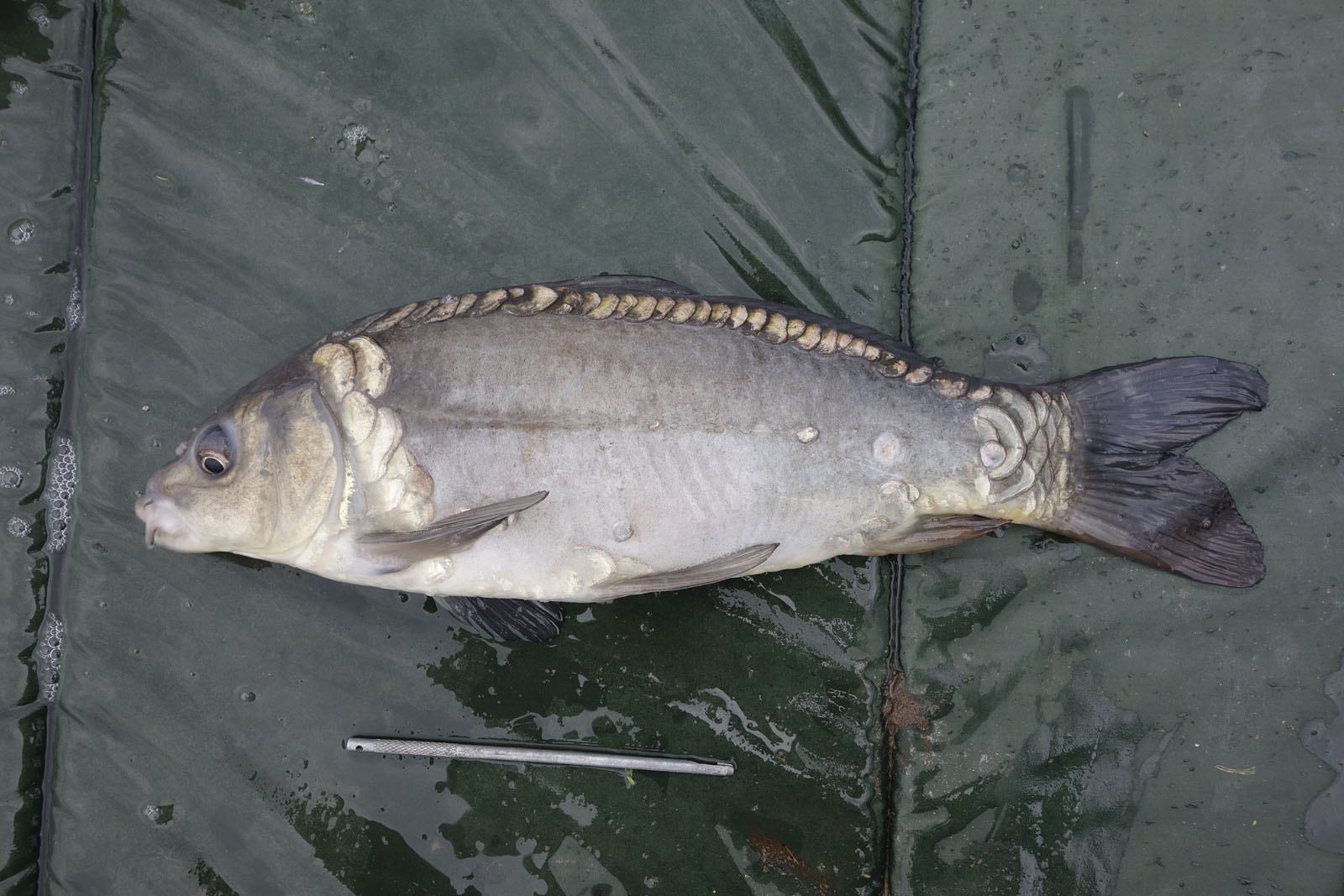 The Broads Fisherman: Great carp fishing at Holly Farm Lakes, South Walsham