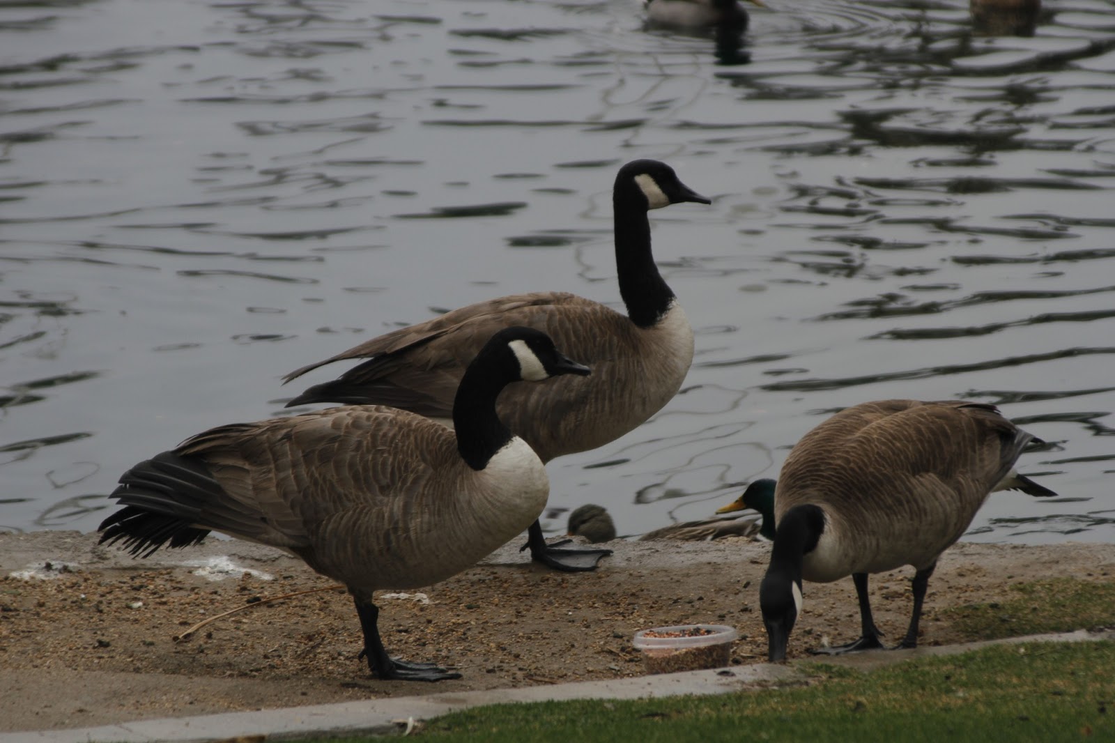 Deserts and Beyond Canadian geeseWild Bird Wednesday013013