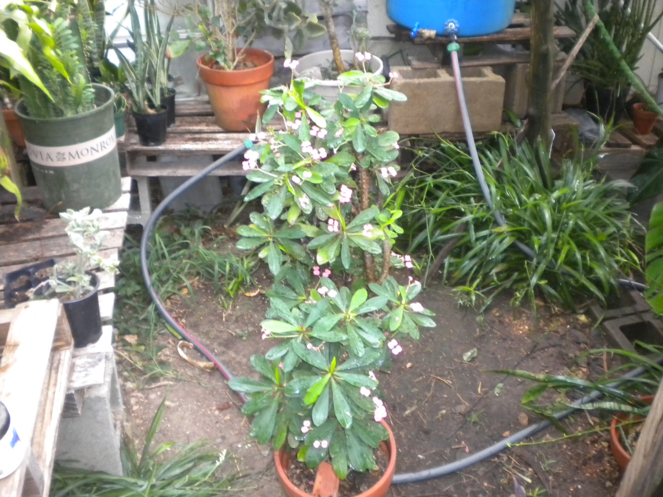 Plants Alive Nursery 2017