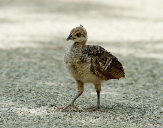 Peacocks Chicks For Sale In Lahore Pets For Sale In Pakistan