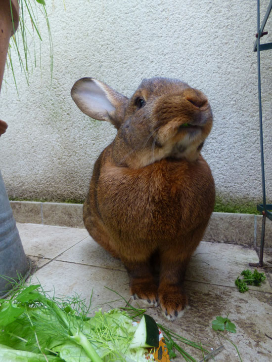 Mon Lapin Fait Du Bruit Quand Il Respire La dure vie du lapin urbain