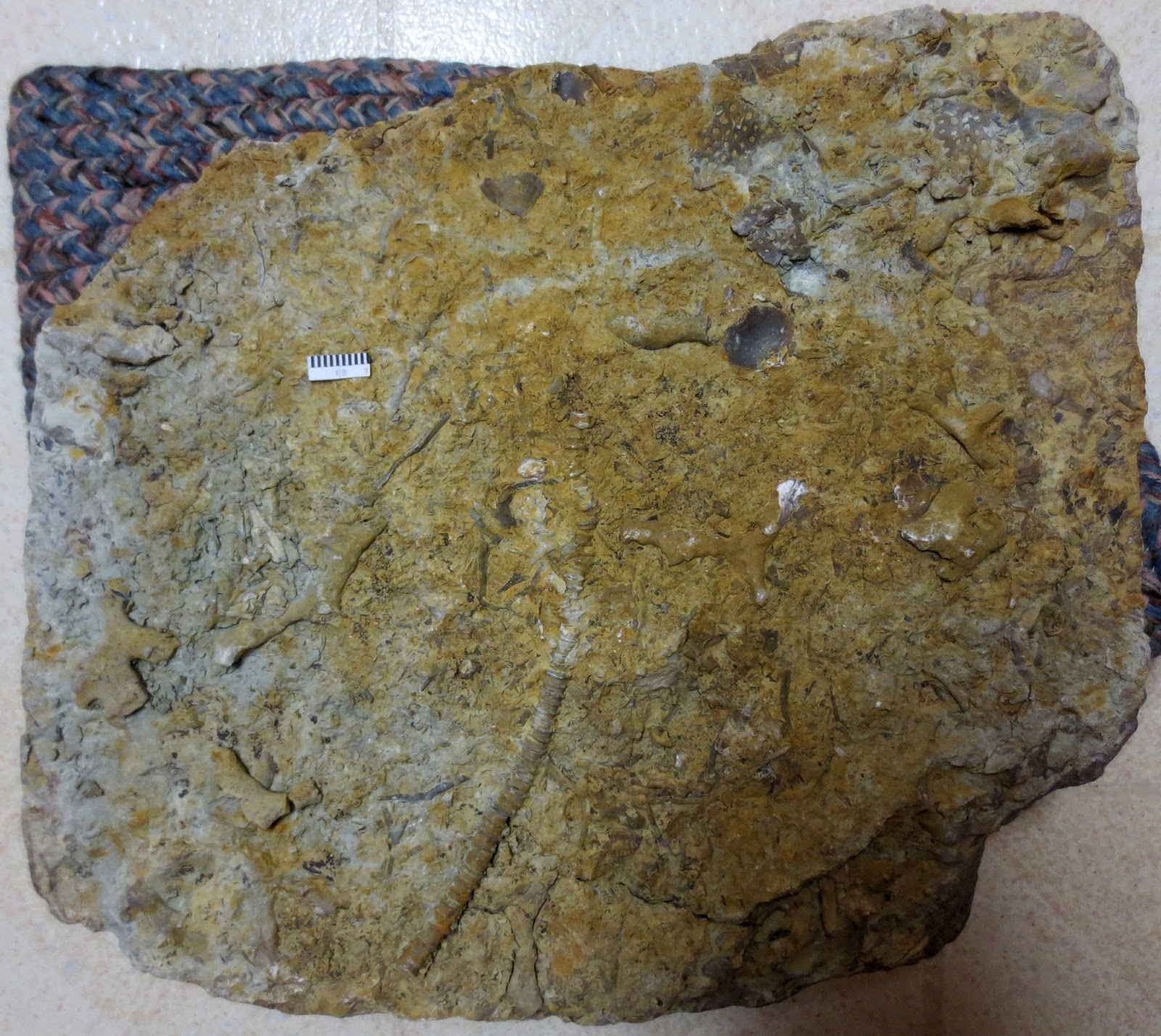 Equatorial Minnesota Sunday morning Decorah fossils