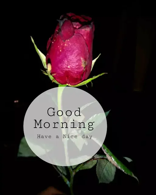 good morning flowers image