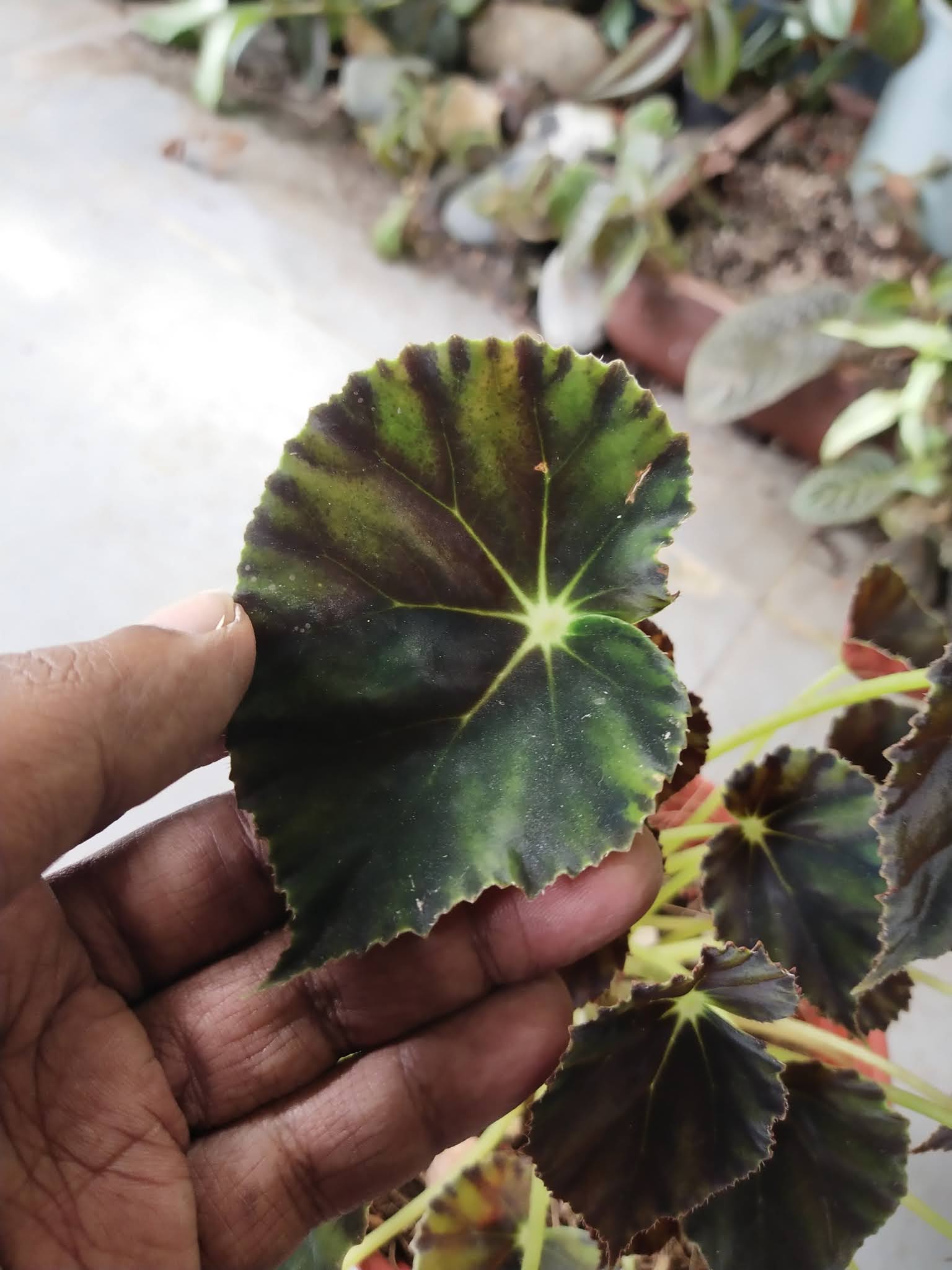 Garden Chronicles : Begonia - mazae f nigricans (Updated 2021)
