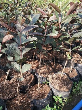 jambu sukun merah Pasar Rebo