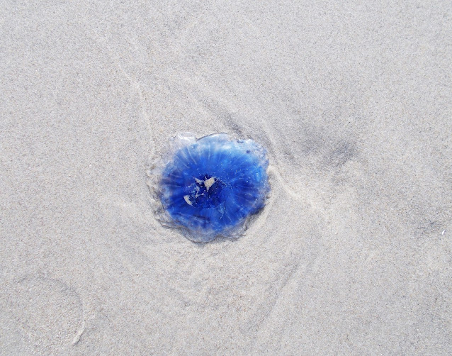 niebieska meduza