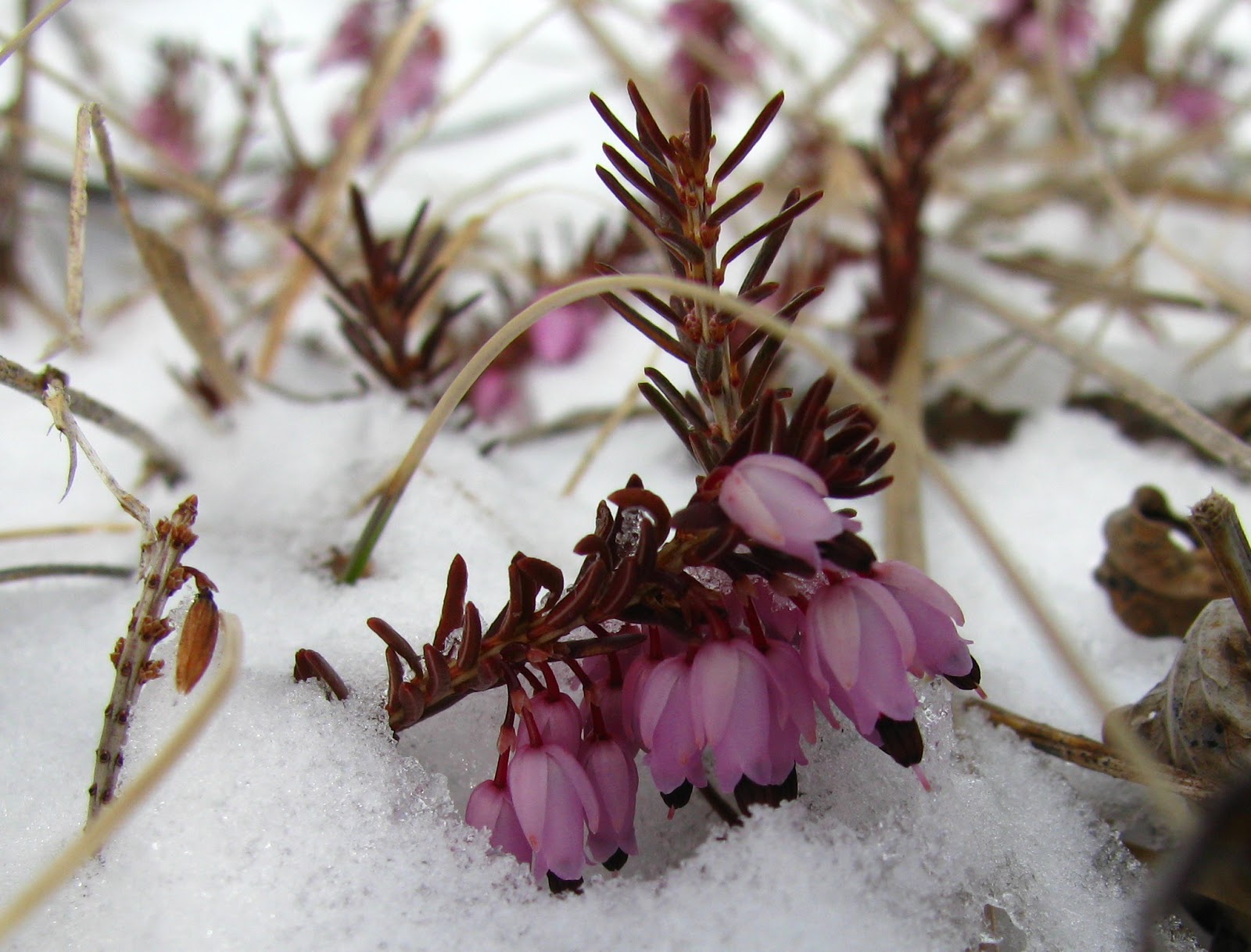 Floroteka: Proljeće!