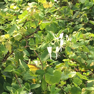 honeysuckle Honeysuckle vines in a bush on Lovers' Leap Trail.