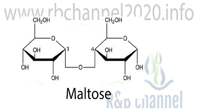 المالتوز Maltose