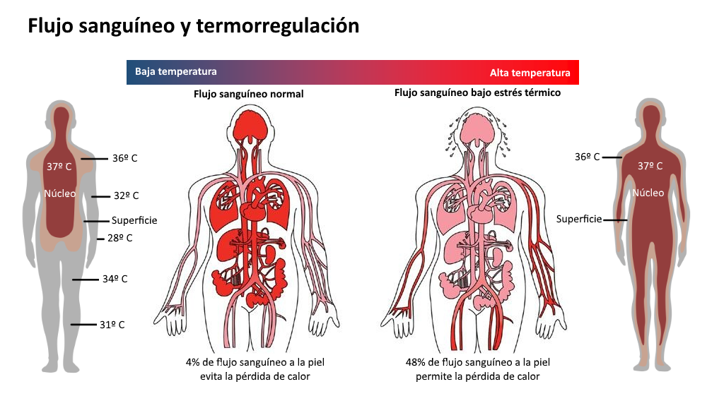 B.log.ia 2.0 El sistema tegumentario B.log.ia 2.0 El sistema tegumentario