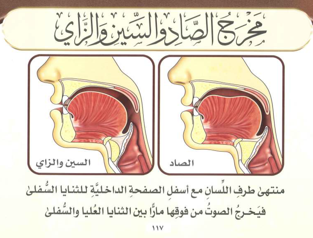ICCH halaqa- Articulation points (The tongue# 2)