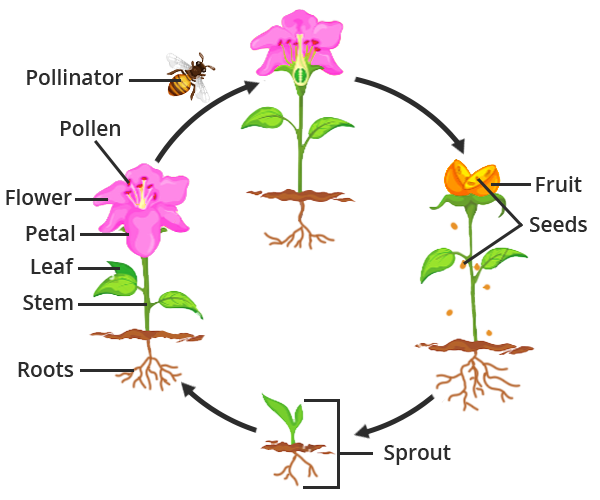AKSHARA YOUR TRUE EXAM PARTNER Pollination by honeybees