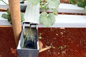Melon Hidroponik Dengan Menggunakan TALANG AIR (Nutrient ...