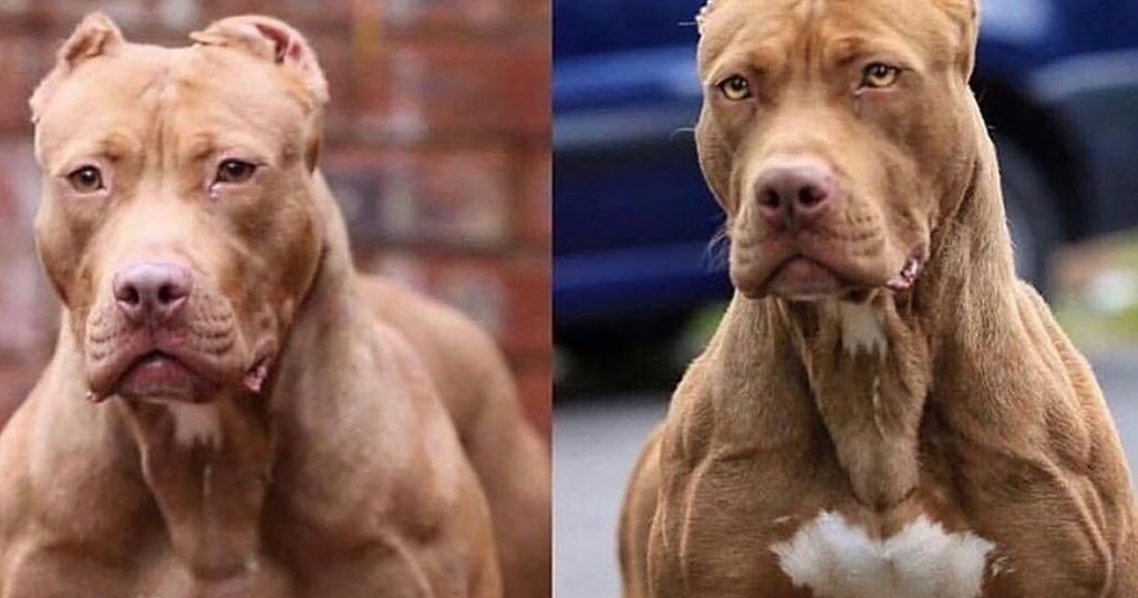 Steroid Treatment Effects in Dogs By Tammy Hunter, DVM; Ernest Ward