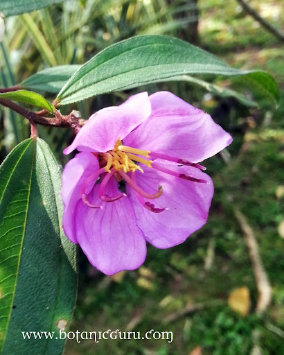 Melastoma malabathricum flower